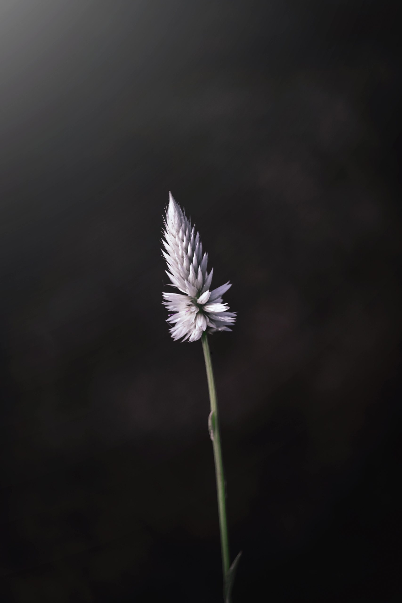 pexels-myselfmasum-3864474 https://visionarcstudio.ca/wp-content/uploads/2025/12/pexels-myselfmasum-3864474-scaled.jpg